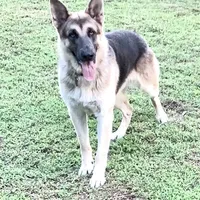 RIVER, a male German Shepherd Dog for sale in Weirsdale, FL – Photo 2 of 7