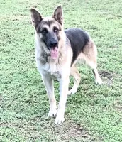 RIVER, a male German Shepherd Dog for sale in Weirsdale, FL – Photo 2 of 7