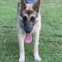 RIVER, a male German Shepherd Dog for sale in Weirsdale, FL – Photo 4 of 7