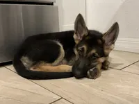 Krypto , a male German Shepherd Dog for sale in Weirsdale, FL – 7 of 10