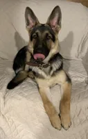 Krypto , a male German Shepherd Dog for sale in Weirsdale, FL – 3 of 10