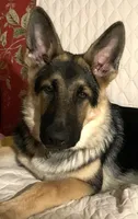 Krypto , a male German Shepherd Dog for sale in Weirsdale, FL – 8 of 10