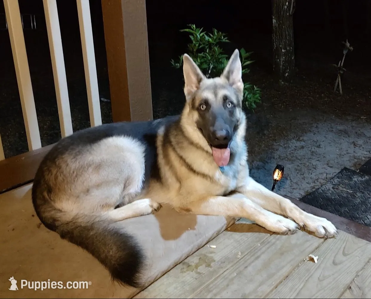 RIVER, a male German Shepherd Dog for sale in Weirsdale, FL – Photo 1 of 10