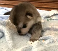 processed/3d61c319-6351-4930-9166-6aec8d320ed3/listing/97a3d573-1829-4e1a-80dc-962f522269a5/3bcf24df-4711-48aa-8dac-cb9616788081