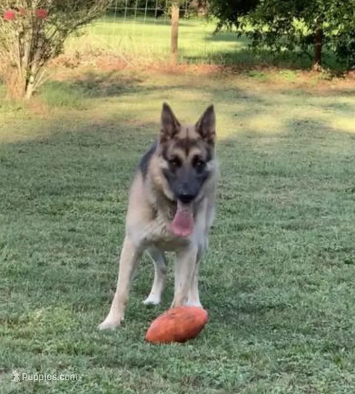 RIVER – German Shepherd Dog puppy for sale in Weirsdale, FL