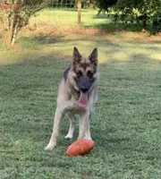 RIVER, a male German Shepherd Dog for sale in Weirsdale, FL – 1 of 10