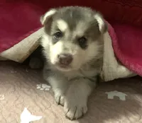 Marvel (SOLD), a male German Shepherd Dog for sale in Weirsdale, FL – Photo 8 of 10