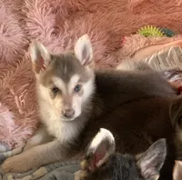 Marvel (SOLD), a male German Shepherd Dog for sale in Weirsdale, FL – Photo 5 of 10