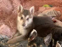 Marvel (SOLD), a male German Shepherd Dog for sale in Weirsdale, FL – Photo 2 of 10