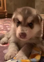 Marvel (SOLD), a male German Shepherd Dog for sale in Weirsdale, FL – Photo 7 of 10