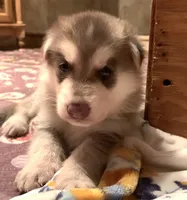 Marvel (SOLD), a male German Shepherd Dog for sale in Weirsdale, FL – Photo 9 of 10