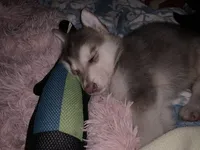 Marvel (SOLD), a male German Shepherd Dog for sale in Weirsdale, FL – Photo 3 of 10