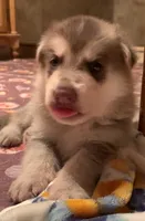 Marvel (SOLD), a male German Shepherd Dog for sale in Weirsdale, FL – Photo 10 of 10