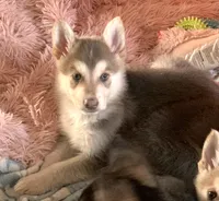 Marvel (SOLD), a male German Shepherd Dog for sale in Weirsdale, FL – Photo 6 of 10