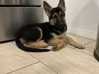 Krypto , a male German Shepherd Dog for sale in Weirsdale, FL – 10 of 10