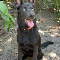 Prancer, a female German Shepherd Dog for sale in Weirsdale, FL – Photo 4 of 10