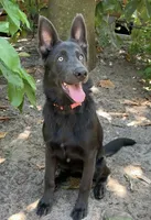 Prancer, a female German Shepherd Dog for sale in Weirsdale, FL – Photo 4 of 10