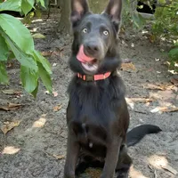 Prancer, a female German Shepherd Dog for sale in Weirsdale, FL – Photo 7 of 10