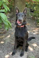 Prancer, a female German Shepherd Dog for sale in Weirsdale, FL – Photo 7 of 10