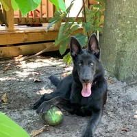 Prancer, a female German Shepherd Dog for sale in Weirsdale, FL – Photo 8 of 10