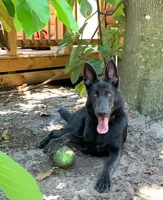 Prancer, a female German Shepherd Dog for sale in Weirsdale, FL – Photo 8 of 10