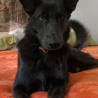 Prancer, a female German Shepherd Dog for sale in Weirsdale, FL – Photo 6 of 10