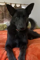 Prancer, a female German Shepherd Dog for sale in Weirsdale, FL – Photo 6 of 10