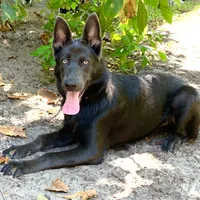 Prancer, a female German Shepherd Dog for sale in Weirsdale, FL – Photo 3 of 10