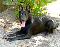 Prancer, a female German Shepherd Dog for sale in Weirsdale, FL – Photo 3 of 10