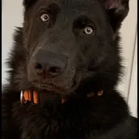 Prancer, a female German Shepherd Dog for sale in Weirsdale, FL – Photo 5 of 10