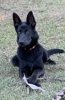 Prancer, a female German Shepherd Dog for sale in Weirsdale, FL – Photo 10 of 10