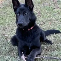 Prancer, a female German Shepherd Dog for sale in Weirsdale, FL – Photo 1 of 10