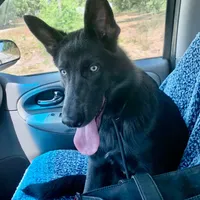 Prancer, a female German Shepherd Dog for sale in Weirsdale, FL – Photo 9 of 10