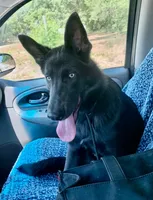 Prancer, a female German Shepherd Dog for sale in Weirsdale, FL – Photo 9 of 10