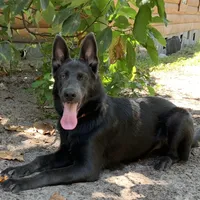 Prancer, a female German Shepherd Dog for sale in Weirsdale, FL – Photo 2 of 10