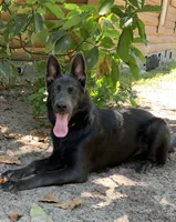 Prancer, a female German Shepherd Dog for sale in Weirsdale, FL – Photo 2 of 10