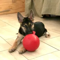 Astro, a male German Shepherd Dog for sale in Weirsdale, FL – Photo 3 of 7