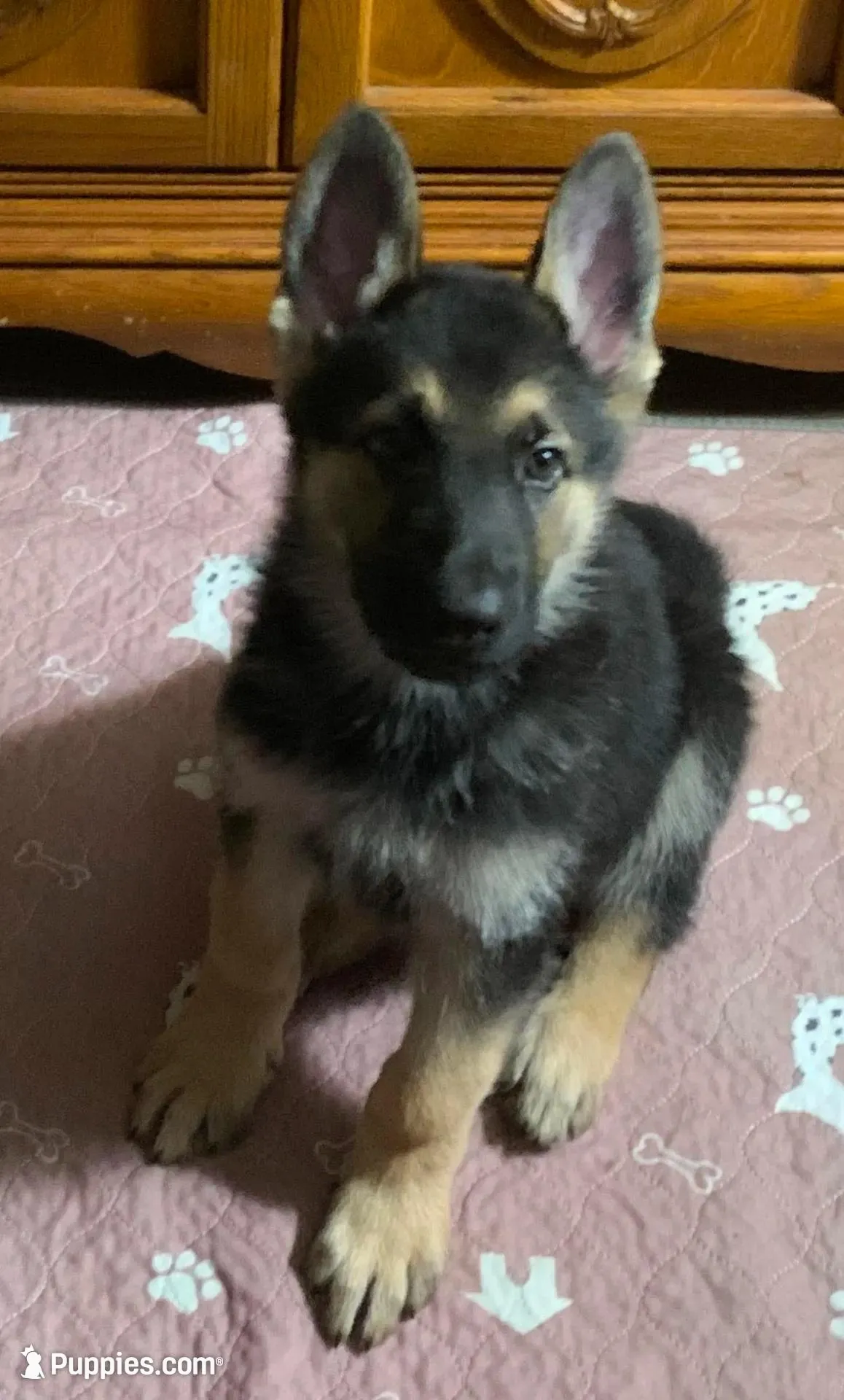 Astro, a male German Shepherd Dog for sale in Weirsdale, FL – Photo 4 of 7