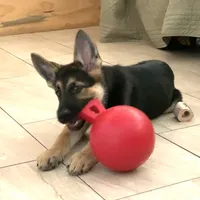 Astro, a male German Shepherd Dog for sale in Weirsdale, FL – Photo 2 of 7