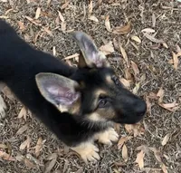 Kryptonite , a male German Shepherd Dog for sale in Weirsdale, FL – Photo 5 of 7