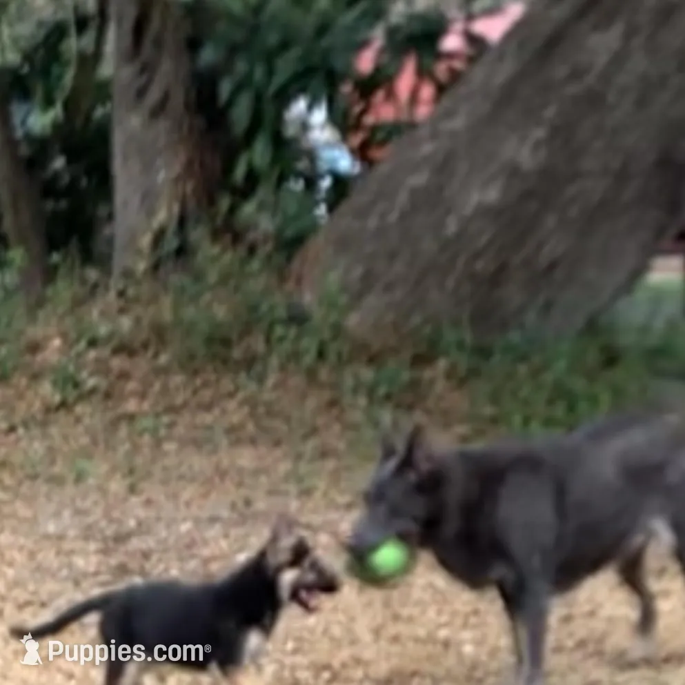 Kryptonite , a male German Shepherd Dog for sale in Weirsdale, FL – Photo 7 of 7