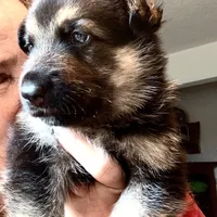 Astro, a male German Shepherd Dog for sale in Weirsdale, FL – Photo 7 of 7