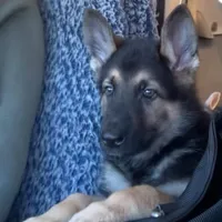 Astro, a male German Shepherd Dog for sale in Weirsdale, FL – Photo 6 of 7