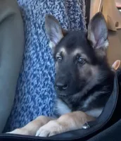 Kryptonite , a male German Shepherd Dog for sale in Weirsdale, FL – Photo 2 of 7