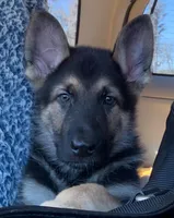 Kryptonite , a male German Shepherd Dog for sale in Weirsdale, FL – Photo 3 of 7