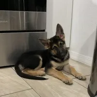 Astro, a male German Shepherd Dog for sale in Weirsdale, FL – Photo 5 of 7