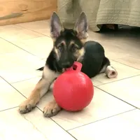 Astro, a male German Shepherd Dog for sale in Weirsdale, FL – Photo 1 of 7