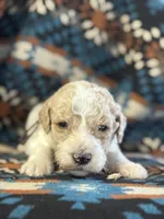 Gray Boy, a male Goldendoodle for sale in Morrison, TN – 2 of 3