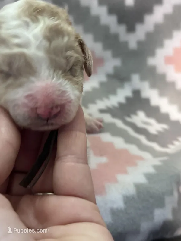 Gray Boy – Goldendoodle puppy for sale in Morrison, TN