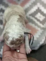 Gray Boy, a male Goldendoodle for sale in Morrison, TN – Photo 2 of 2